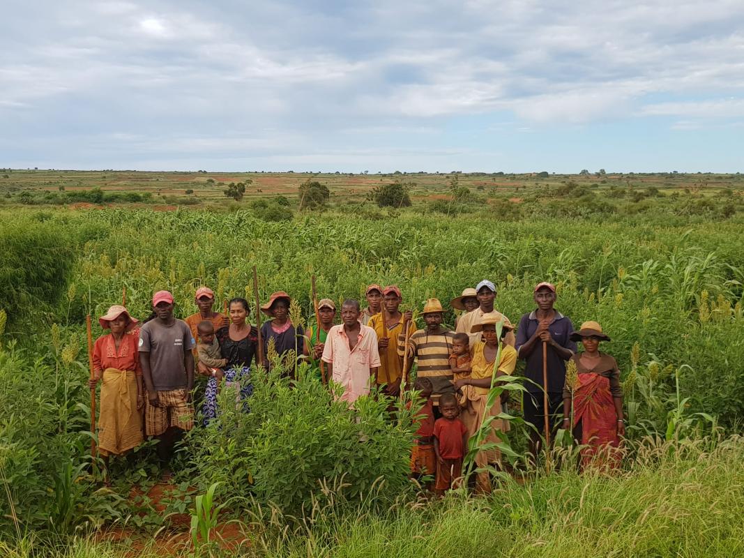 Appui-conseil par un paysan relais dans la région Androy, © GRET